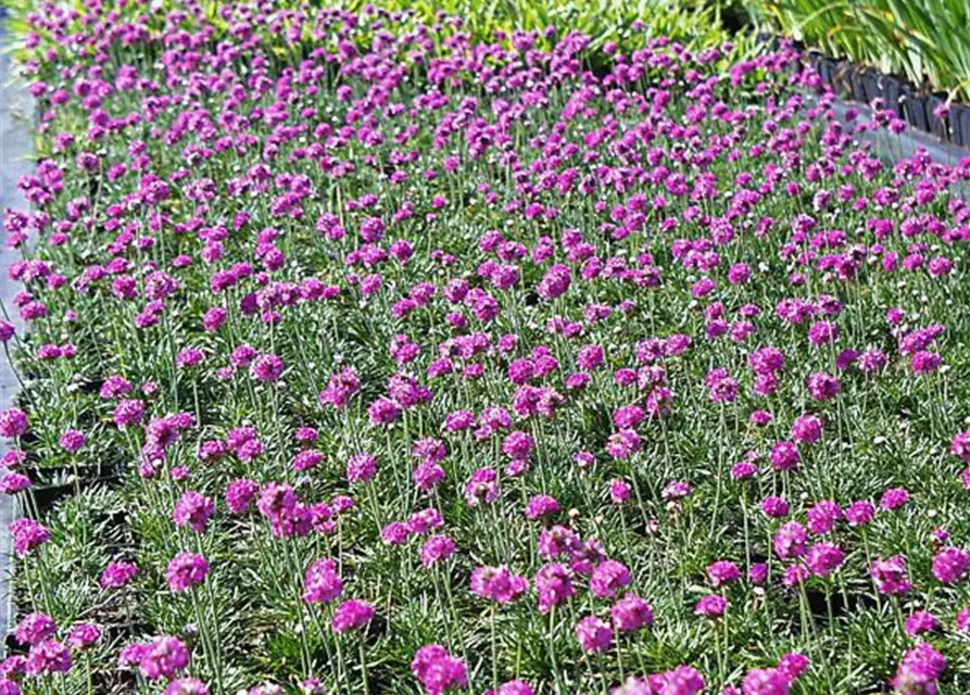 Garten-Grasnelke 'Düsseldorfer Stolz'