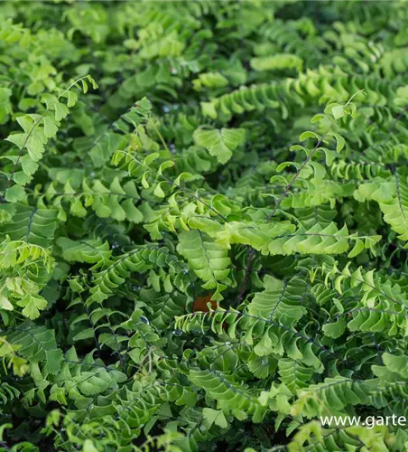 Kleiner Garten-Pfauenradfarn 'Imbricatum'