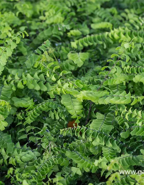 Kleiner Garten-Pfauenradfarn 'Imbricatum'