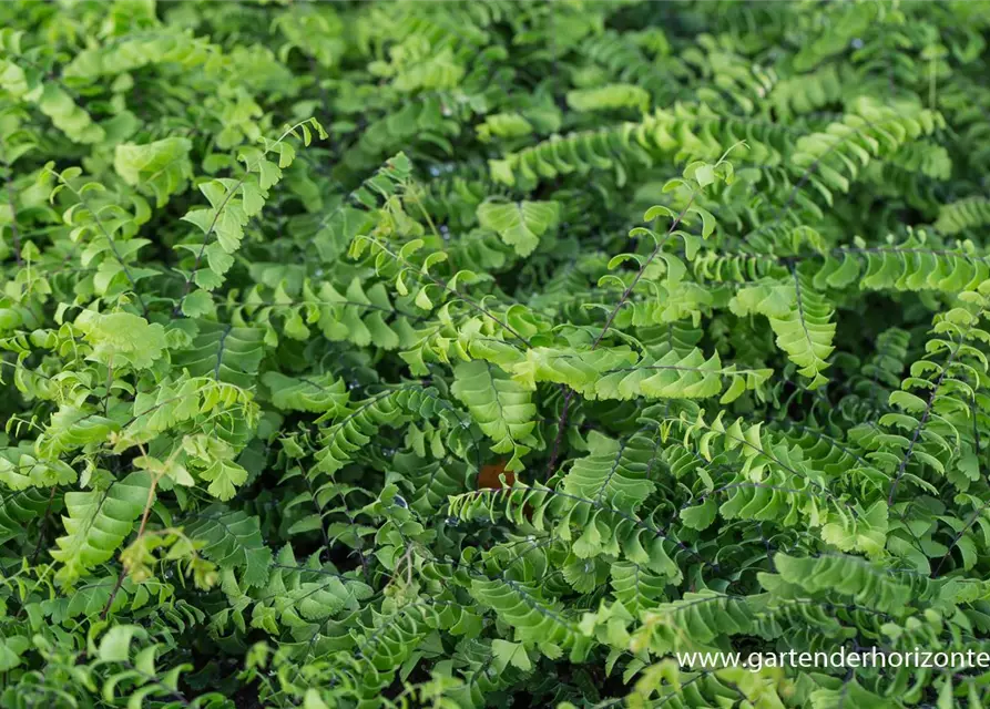 Kleiner Garten-Pfauenradfarn 'Imbricatum'