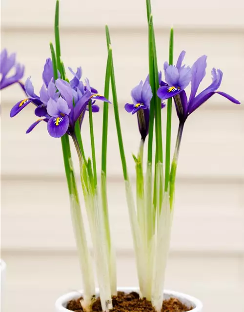 Holländische Iris