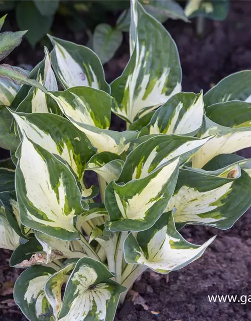 Hosta x fortunei 'Revolution' -R-