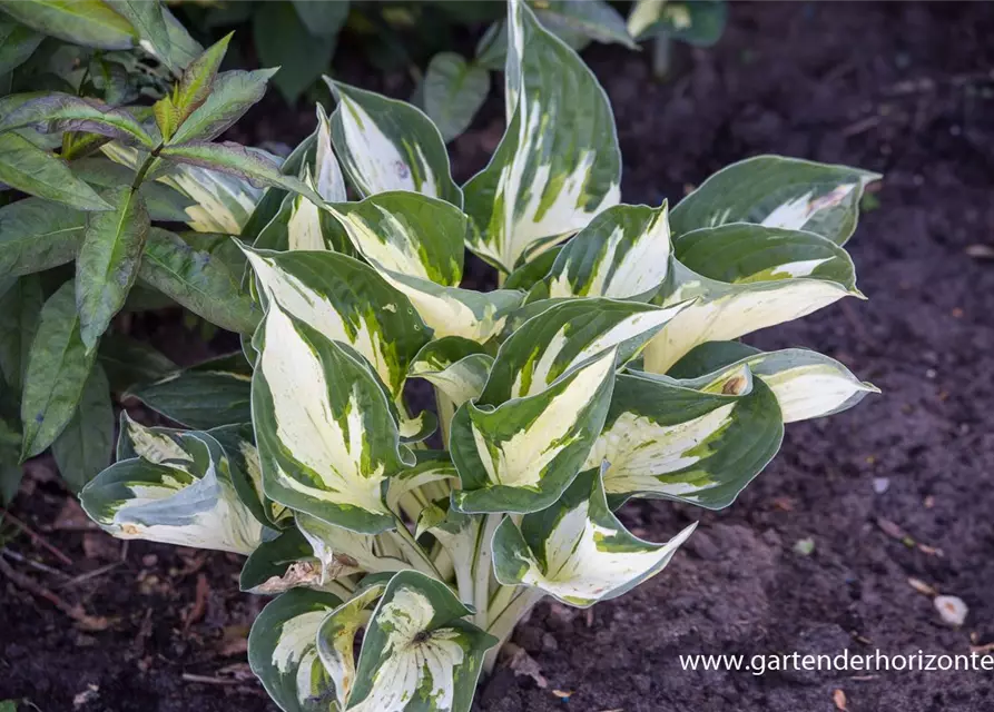 Hosta x fortunei 'Revolution' -R-