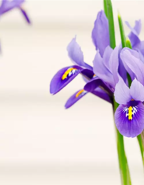 Holländische Iris