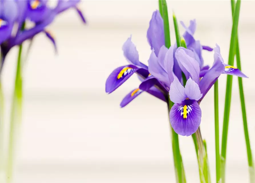 Holländische Iris