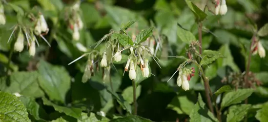 Kleiner Kaukasus-Beinwell