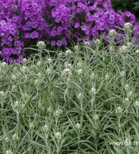 Großes Garten-Perlkörbchen 'Neuschnee'