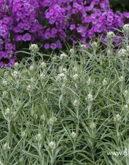 Großes Garten-Perlkörbchen 'Neuschnee'