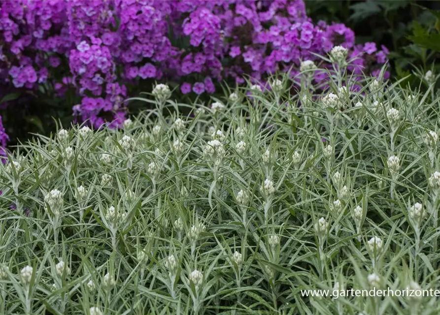 Großes Garten-Perlkörbchen 'Neuschnee'