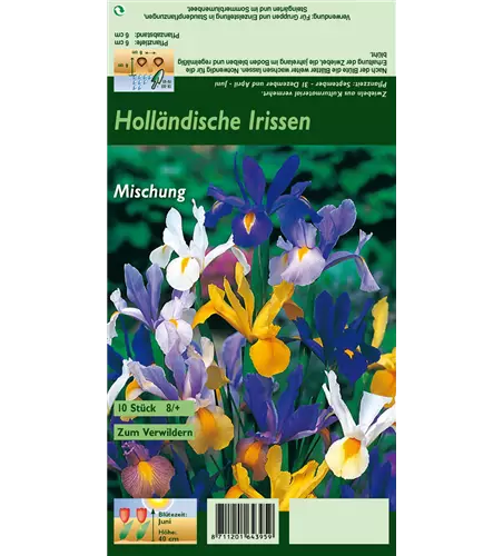 Holländische Iris