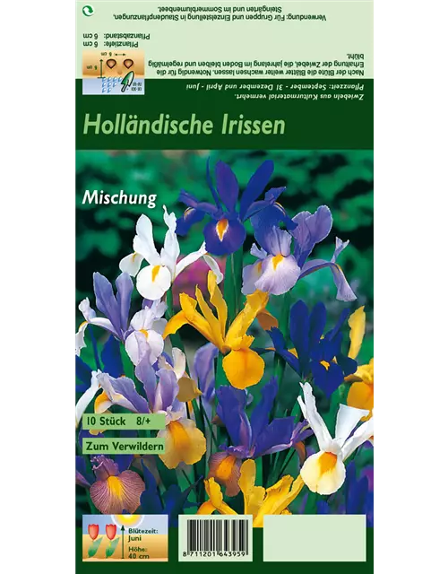 Holländische Iris