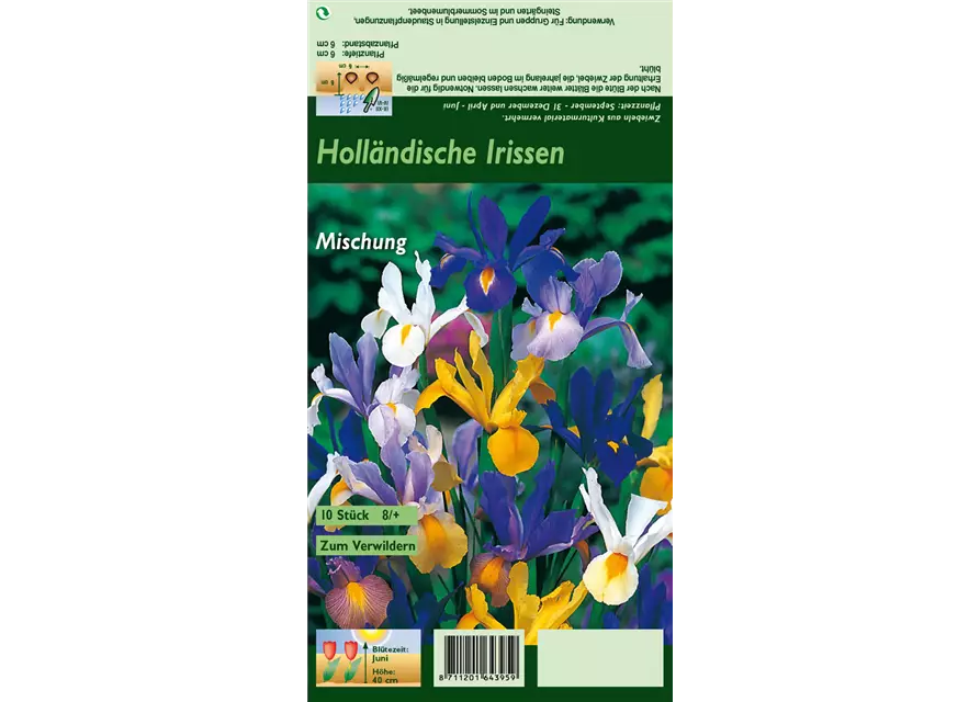 Holländische Iris