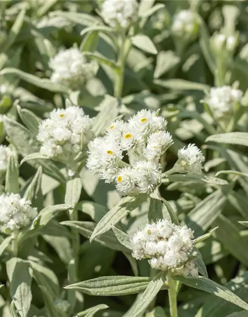 Großes Garten-Perlkörbchen 'Neuschnee'