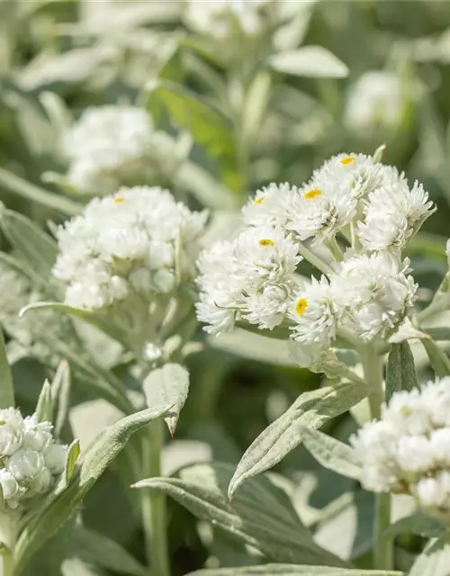 Großes Garten-Perlkörbchen 'Neuschnee'