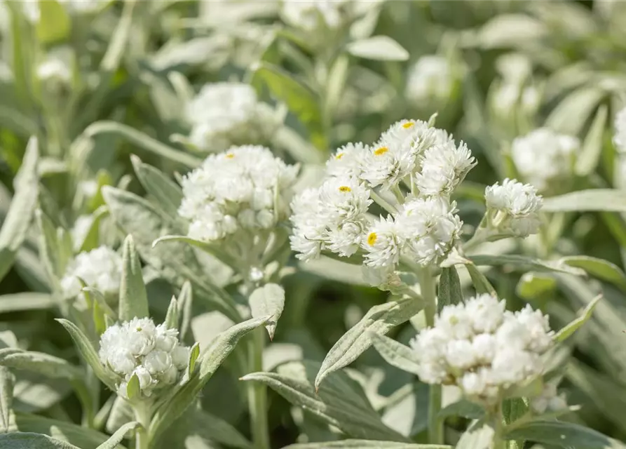 Großes Garten-Perlkörbchen 'Neuschnee'