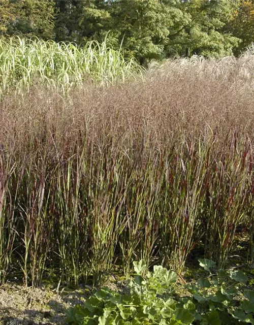 Garten-Ruten-Hirse 'Heiliger Hain'