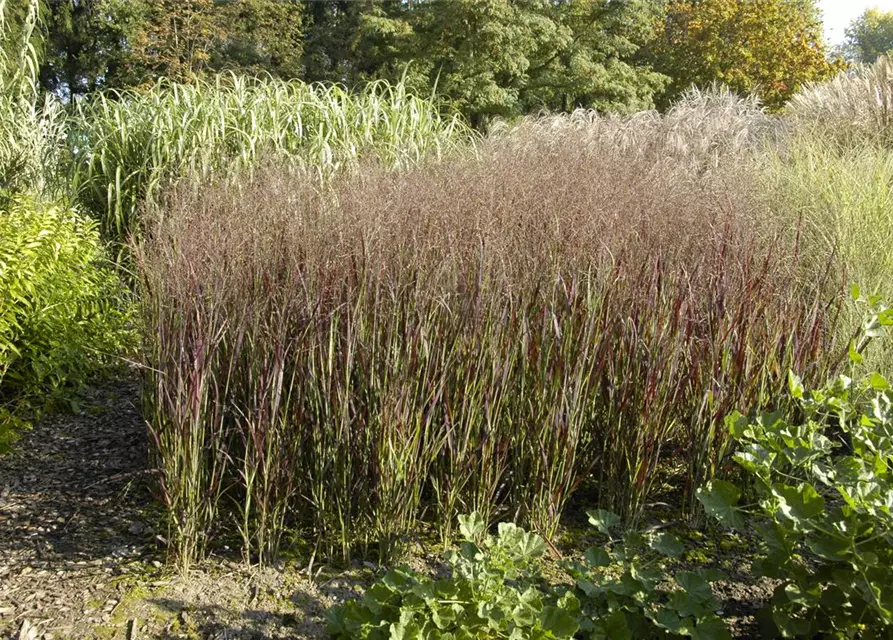 Garten-Ruten-Hirse 'Heiliger Hain'