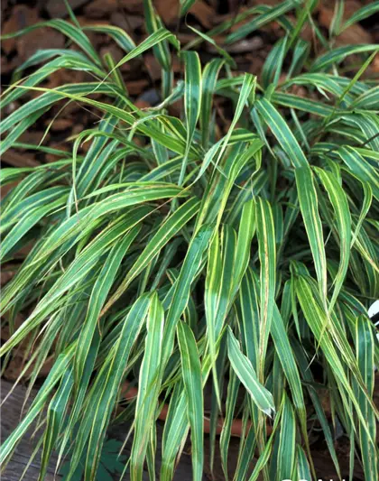 Garten-Ziergras 'Albostriata'