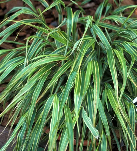 Garten-Ziergras 'Albostriata'