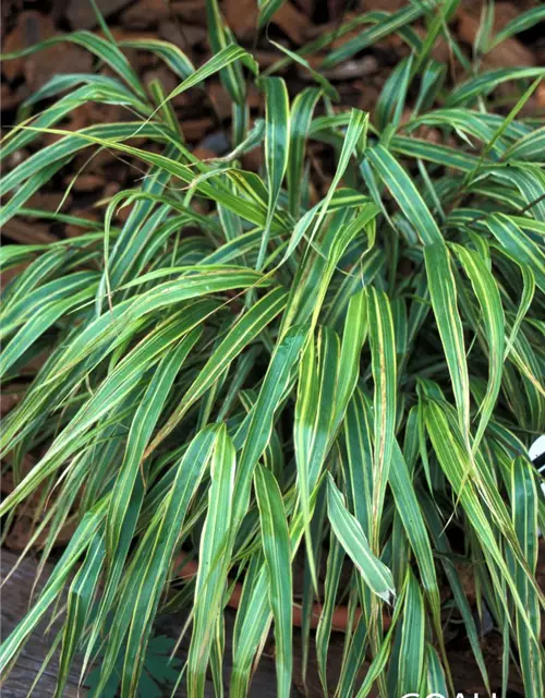 Garten-Ziergras 'Albostriata'