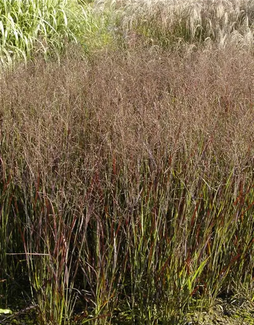 Garten-Ruten-Hirse 'Heiliger Hain'