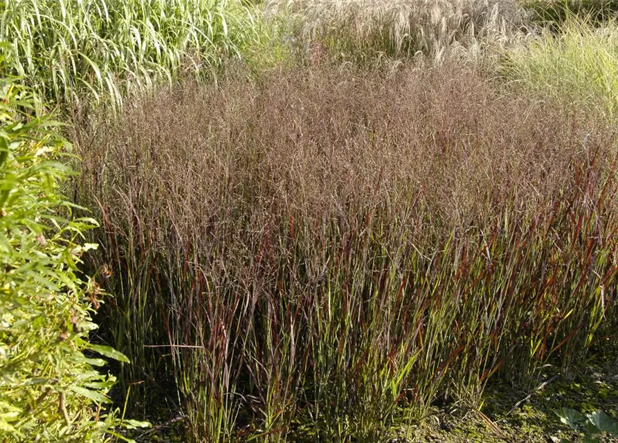 Garten-Ruten-Hirse 'Heiliger Hain'