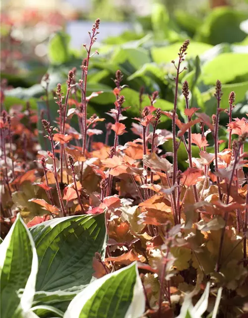 Heuchera villosa 'Marmalade' -R-