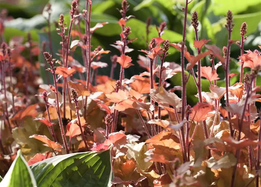 Heuchera villosa 'Marmalade' -R-