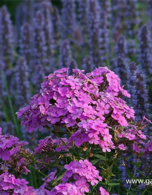 Hohe Garten-Flammenblume 'Hesperis'