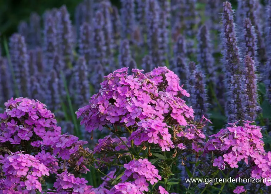 Hohe Garten-Flammenblume 'Hesperis'