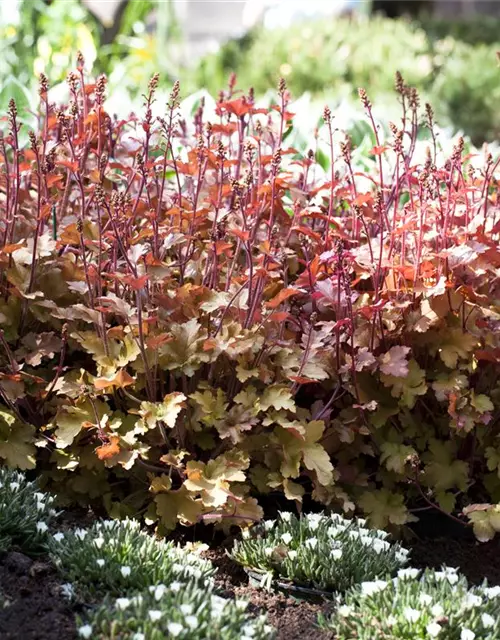 Heuchera villosa 'Marmalade' -R-