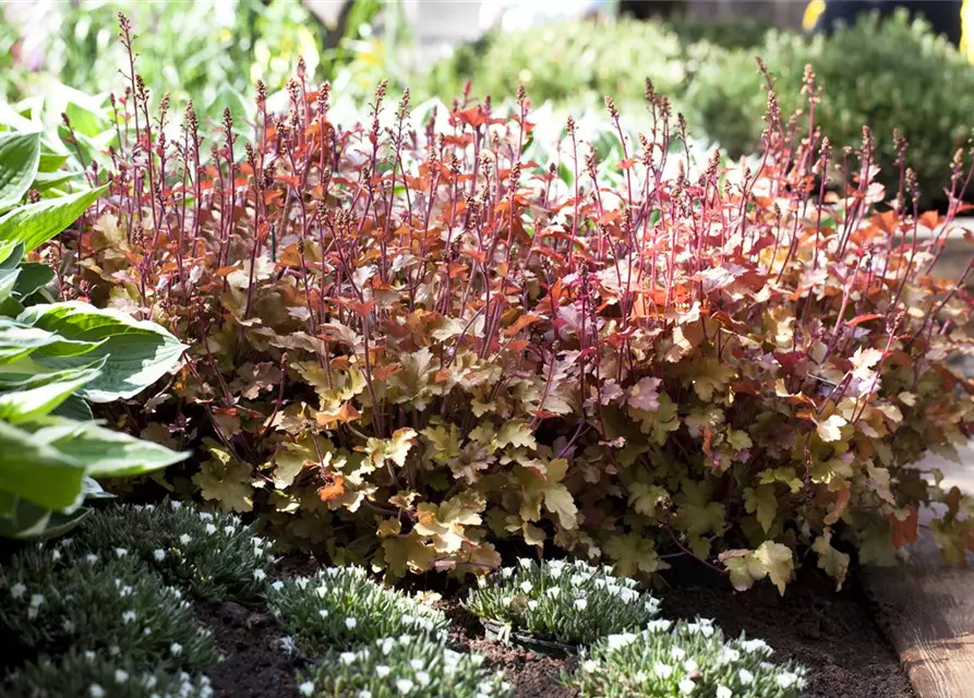 Heuchera villosa 'Marmalade' -R-