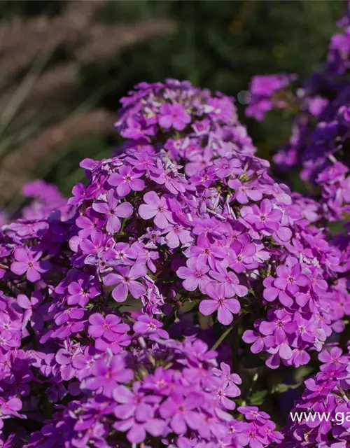 Hohe Garten-Flammenblume 'Hesperis'