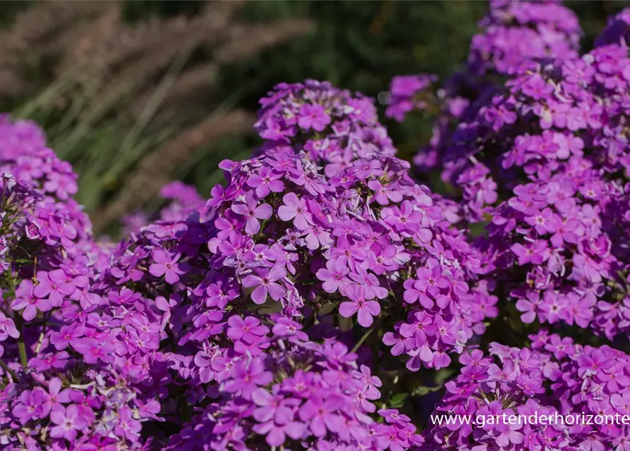 Hohe Garten-Flammenblume 'Hesperis'