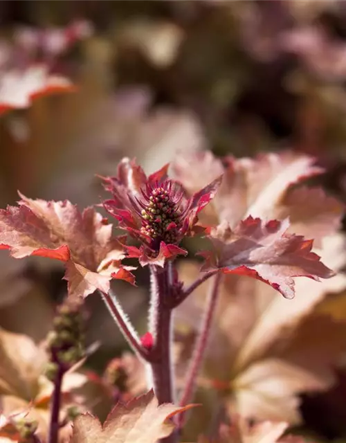 Heuchera villosa 'Marmalade' -R-