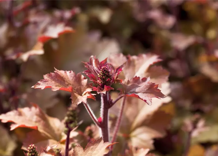 Heuchera villosa 'Marmalade' -R-