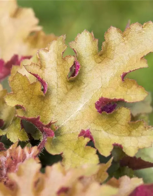 Heuchera villosa 'Marmalade' -R-