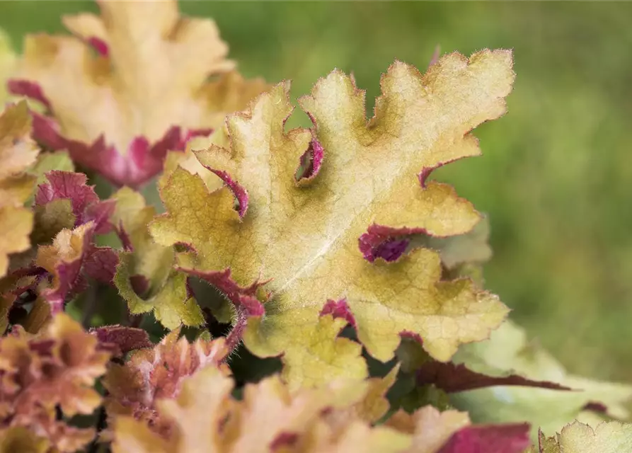 Heuchera villosa 'Marmalade' -R-