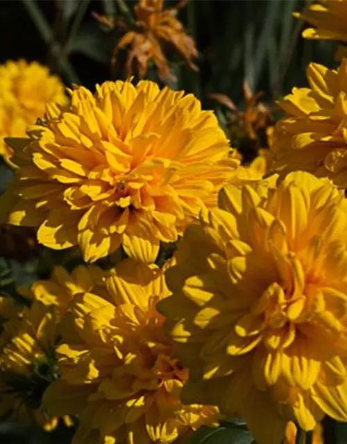 Garten-Stauden-Sonnenblume 'Loddon Gold'