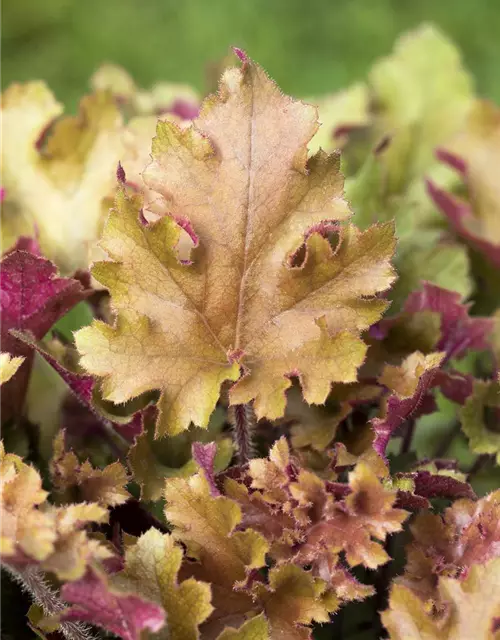 Heuchera villosa 'Marmalade' -R-