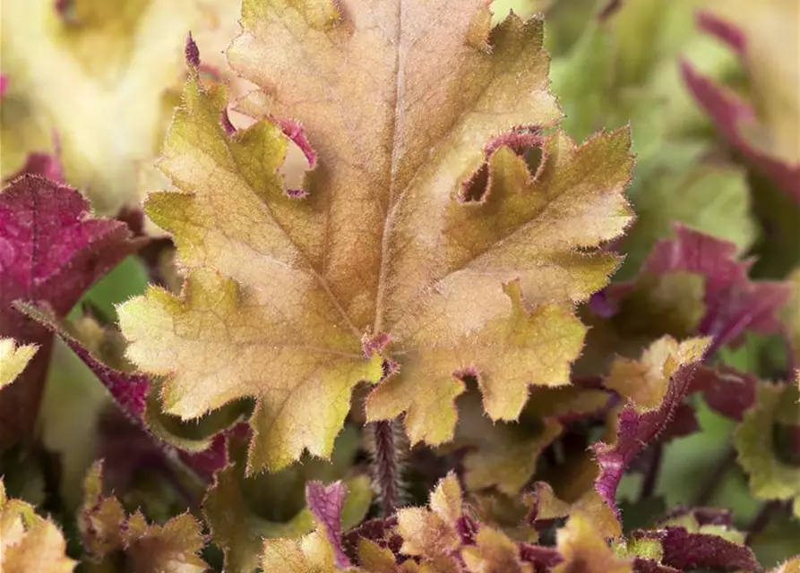 Heuchera villosa 'Marmalade' -R-