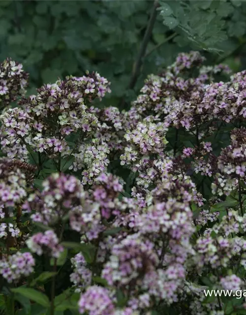 Hohe Flammenblume