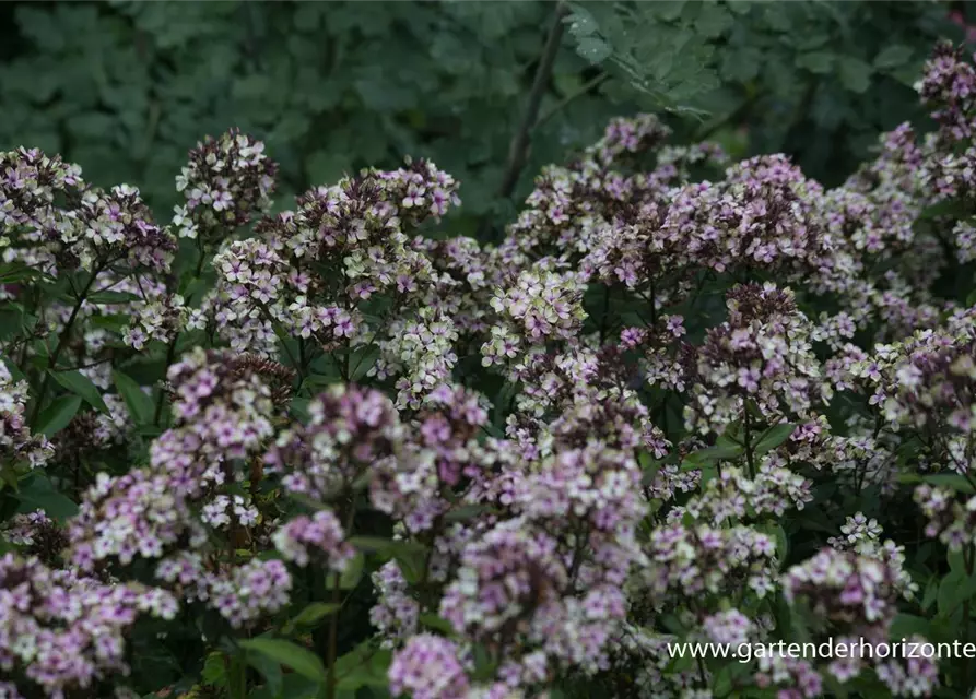 Hohe Flammenblume