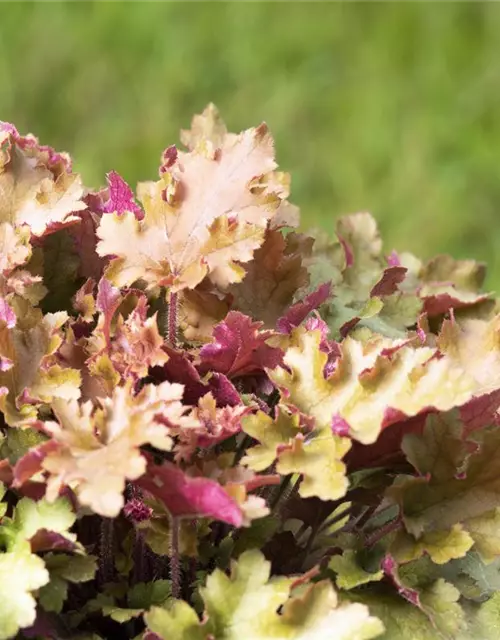 Heuchera villosa 'Marmalade' -R-