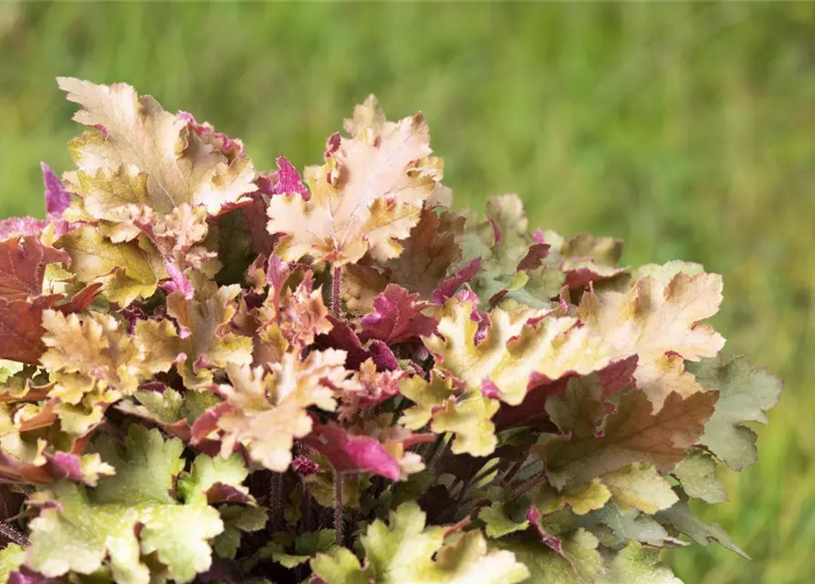 Heuchera villosa 'Marmalade' -R-