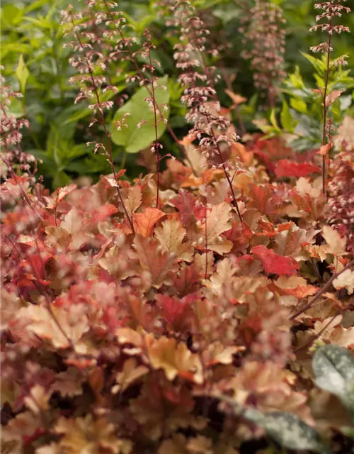 Heuchera villosa 'Marmalade' -R-