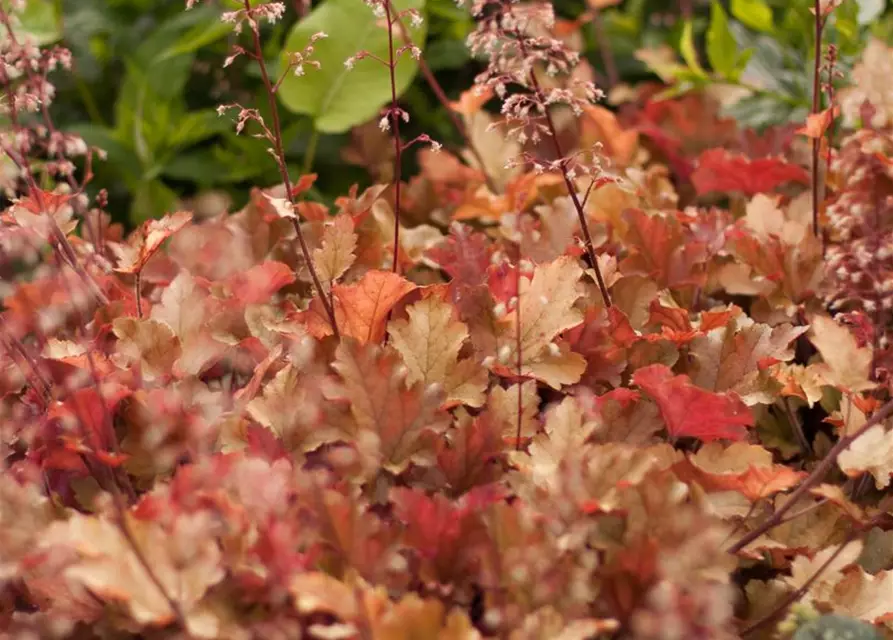 Heuchera villosa 'Marmalade' -R-