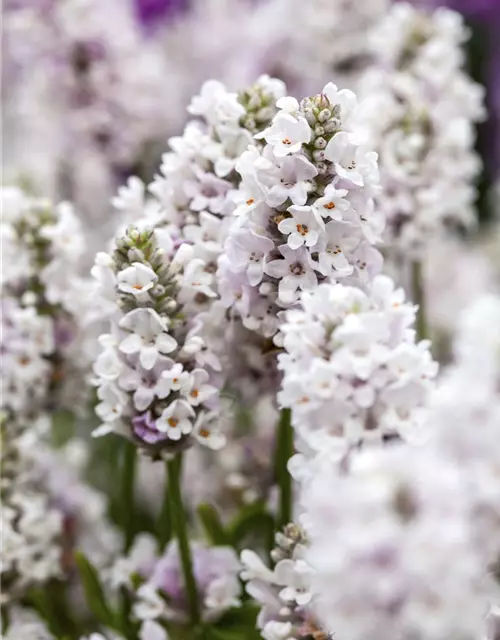 Lavandula angustifolia 'Ellagance Pink'