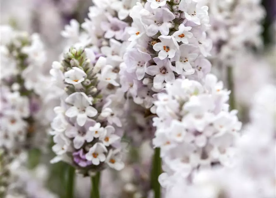 Lavandula angustifolia 'Ellagance Pink'