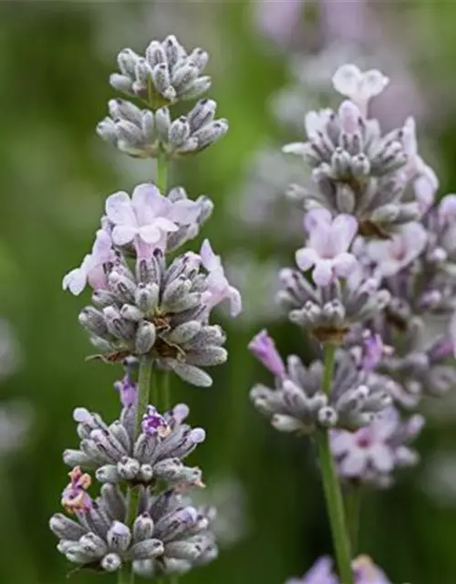 Lavandula angustifolia 'Ellagance Pink'